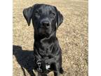 Adopt Philip D15222 a Labrador Retriever