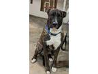 Adopt Bentley a Plott Hound