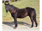 Adopt ROOSTER a Tennessee Walker