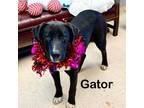 Adopt Gator a Labrador Retriever