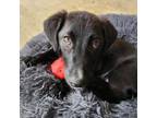 Adopt Archie a Labrador Retriever, Dachshund