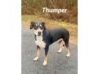 Adopt Thumper a Treeing Walker Coonhound