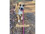 Adopt Braxton a American Staffordshire Terrier