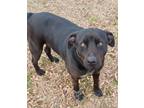 Adopt Joker a Black Labrador Retriever, Rottweiler