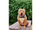 Adopt Axle a American Bully