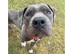 Adopt Earl Grey a Pit Bull Terrier