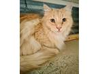 Adopt Ember a Domestic Long Hair