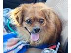 Adopt Coco a Pomeranian