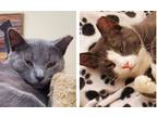 Adopt SAGE & LAVENDAR a Domestic Short Hair