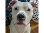 Adopt Ruger a Boxer, Pit Bull Terrier