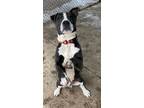 Adopt Blinkin A14 AVAILABLE a American Staffordshire Terrier