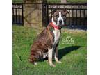Adopt Seth A6 PULLED BY RESCUE!! a American Staffordshire Terrier