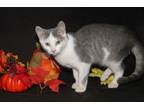 Adopt Gizmo (Neutered) (In Foster Care) (Bonded Pair w/Gidget) a Tabby