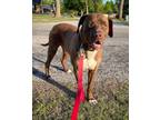 Adopt Magnum a German Shorthaired Pointer, Pit Bull Terrier
