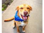 Adopt Oliver a Labrador Retriever, Australian Shepherd