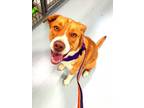 Adopt Oscar a Labrador Retriever, Australian Shepherd