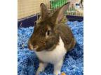 Adopt Slash a Bunny Rabbit