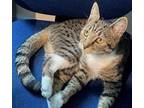 Adopt Binx a Domestic Short Hair, Tabby