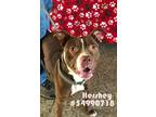 Adopt Hershey a American Staffordshire Terrier