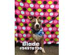 Adopt Blade a Pit Bull Terrier