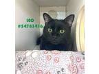 Adopt Leo a Domestic Short Hair