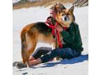Adopt Rocky a Mixed Breed, German Shepherd Dog