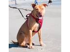 Adopt Junior a Mixed Breed