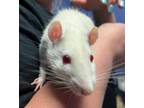 Adopt Fred a Rat