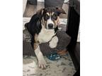 Adopt Elsa (Frozen character pup) a Hound, Shepherd