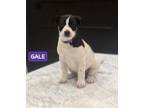 Adopt Gale (Frozen character pup) a Hound, Shepherd