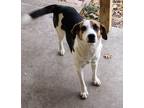 Adopt Luka - EXT SL a Beagle