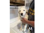 Adopt Casper a Labrador Retriever, Mixed Breed