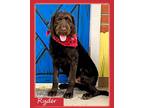 Adopt Ryder a Labradoodle