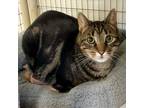 Adopt Maverick (Fili) a Tabby, Domestic Short Hair