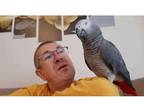 Stunning African Grey parrot for sale