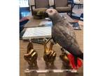 Oustanding African Grey parrot for sale