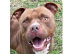 Adopt BRUNO a Pit Bull Terrier, Mixed Breed