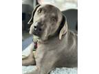 Adopt Duke a Weimaraner, Labrador Retriever