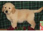 bbhj Golden retriever puppies