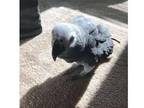 Gorgeous African Grey parrot for sale