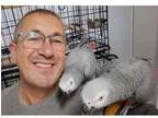 Super fly African Grey parrots for sale