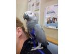 Sensitive African Grey parrot for sale