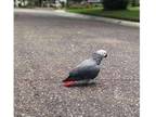 Home Tame -African Grey parrot for sale