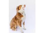 Adopt Misio a Australian Shepherd