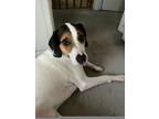 Adopt (Courtesy Listing) Cooper a Mixed Breed