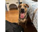 Adopt Cubby (fka Aegir) a Catahoula Leopard Dog