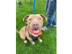 Adopt 2312-1626 Gucci (Off Site Foster) a Pit Bull Terrier