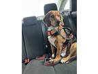 Adopt Huck a Beagle, Foxhound