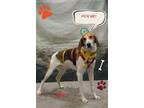 Adopt Ben a Treeing Walker Coonhound, Foxhound