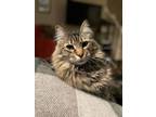 Adopt Charlie a Domestic Long Hair, Maine Coon